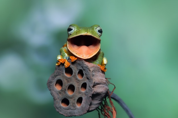 Images Via PixieBot - Images Scraper